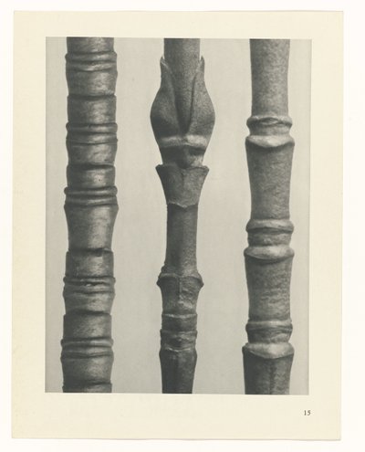 suunnittele tutkimusta Taiteen arkkityypit (sarjan nimi) tekijältä Karl Blossfeldt