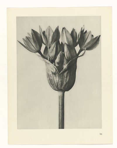 suunnittele tutkimusta Taiteen arkkityypit (sarjan nimi) tekijältä Karl Blossfeldt