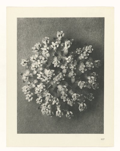 suunnittele tutkimusta Taiteen arkkityypit (sarjan nimi) tekijältä Karl Blossfeldt
