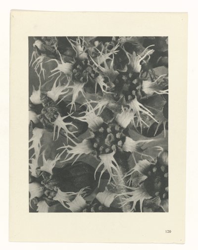 suunnittele tutkimusta Taiteen arkkityypit (sarjan nimi) tekijältä Karl Blossfeldt