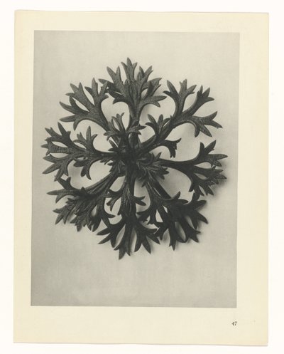 suunnittele tutkimusta Taiteen arkkityypit (sarjan nimi) tekijältä Karl Blossfeldt