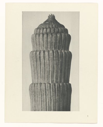 Suunnitelmatutkimus, Equisetum hiemale Taiteen arkkityypit (sarjan nimi) tekijältä Karl Blossfeldt
