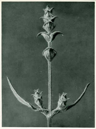 Salvia, 1929 (syväpaino) tekijältä Karl Blossfeldt