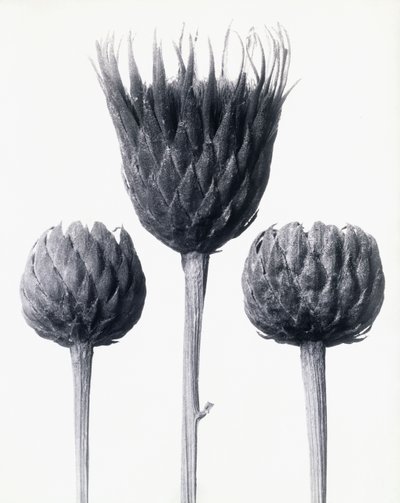 Serratula Nudicaulis (paljasvartinen tavallinen sahahaukka), n. 1928 (gelatiinihopeaprintti) tekijältä Karl Blossfeldt