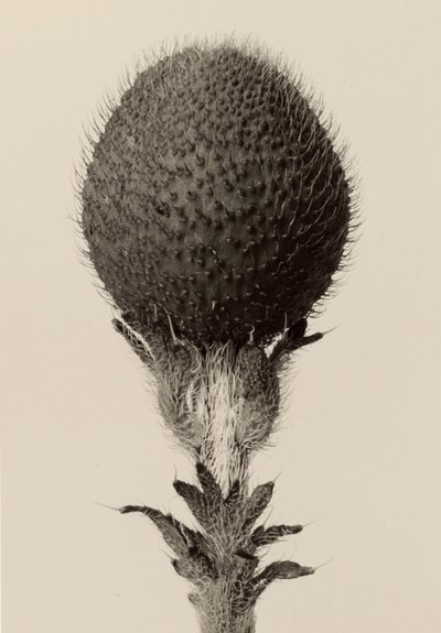 [Piikkisipulikasvi] tekijältä Karl Blossfeldt