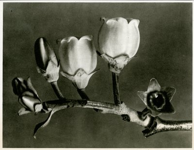 Vaccinium Corymbosum. 1929 (syväpaino) tekijältä Karl Blossfeldt