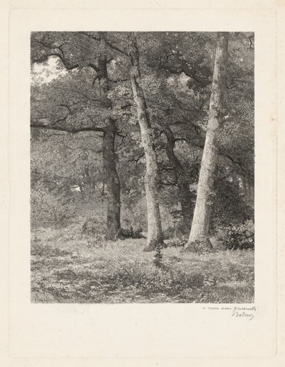 Metsäaukio tekijältä Karl Bodmer