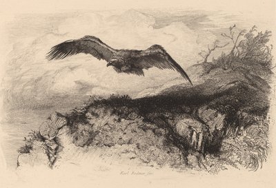 Kotka lennossa. tekijältä Karl Bodmer