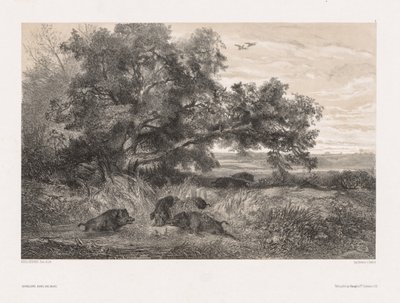 Eläimet ja maisema luonnon perässä: Villisika lampessa tekijältä Karl Bodmer