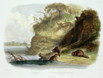 Majavamaja Missourissa, levy 17 kirjan "Travels in the Interior of North America" osasta 1, kaiverrus Friedrich Salathe (1793-1858) 1843 (akvatinta) tekijältä Karl Bodmer