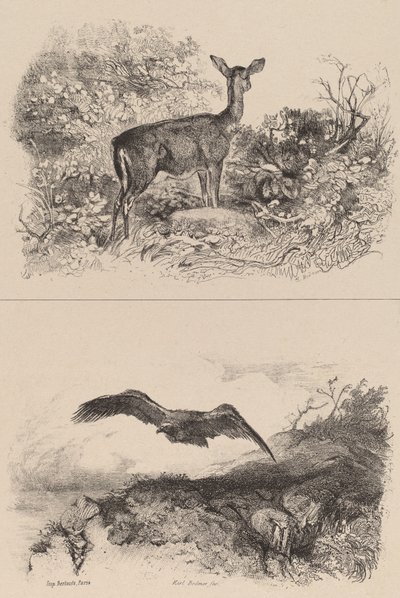 Doe, Eagle. tekijältä Karl Bodmer