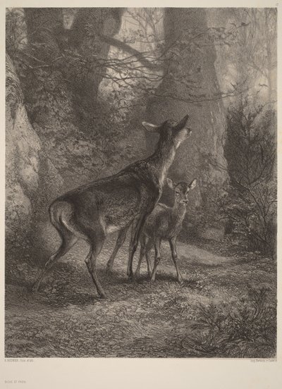 Kauris ja vasa tekijältä Karl Bodmer