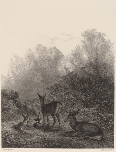 Hirvi lepäämässä tekijältä Karl Bodmer