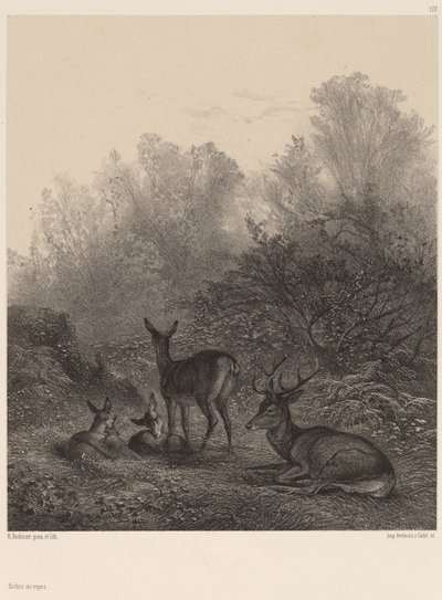 Hirvi lepäämässä tekijältä Karl Bodmer