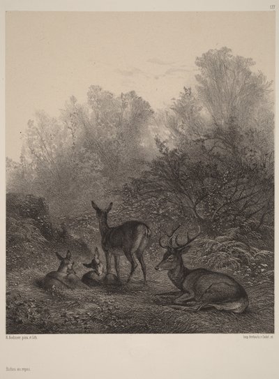 Lepääviä naarashirviä tekijältä Karl Bodmer