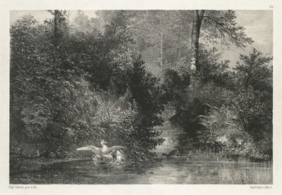 Canardit (ankat) tekijältä Karl Bodmer