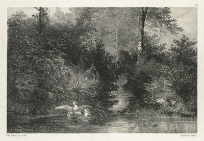 Canards Ducks. tekijältä Karl Bodmer