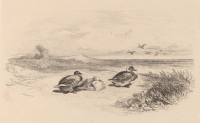Wild Ducks. tekijältä Karl Bodmer