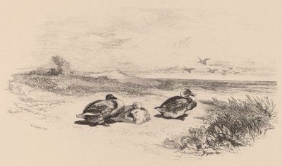 Wild Ducks. tekijältä Karl Bodmer