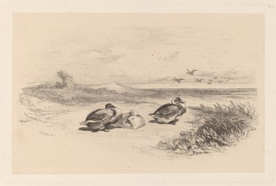 Wild Ducks tekijältä Karl Bodmer