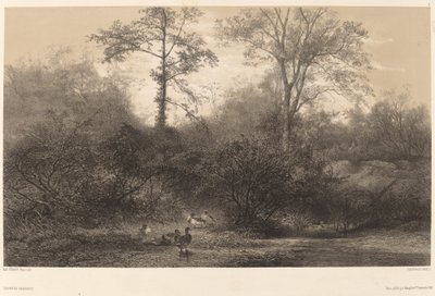 Wild Ducks tekijältä Karl Bodmer