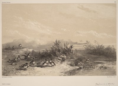 Villisorsat tekijältä Karl Bodmer