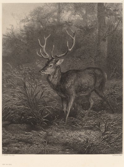 Cerf Dix-Cors. tekijältä Karl Bodmer