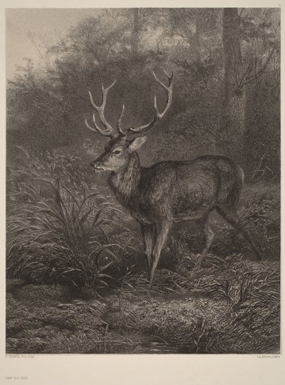 Kymmenisarvinen hirvi tekijältä Karl Bodmer
