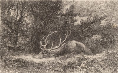 Deer a la Reposee. tekijältä Karl Bodmer