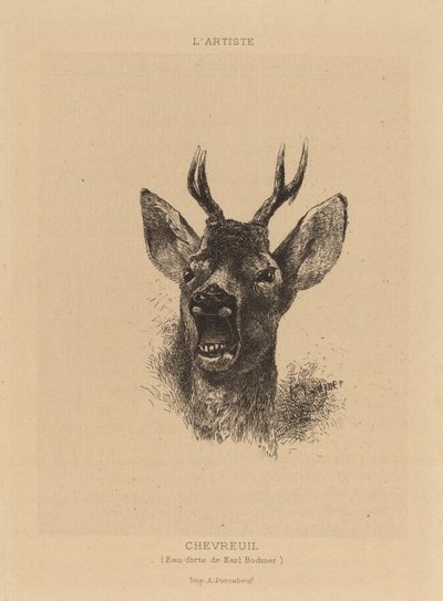 Peura. tekijältä Karl Bodmer
