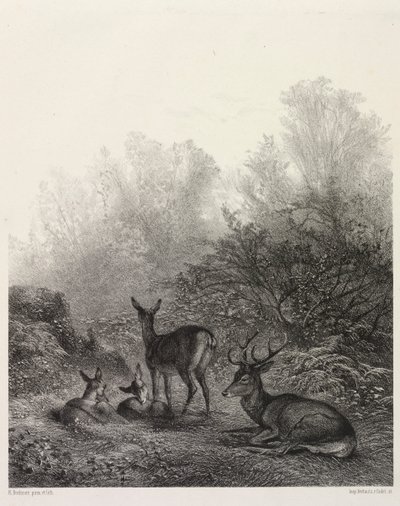 Hirvi levossa tekijältä Karl Bodmer