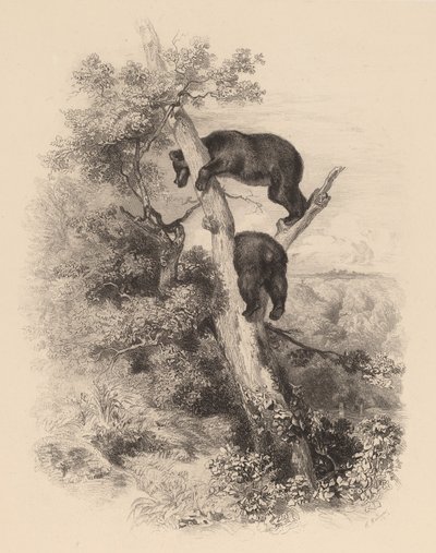 Kaksi karhua. tekijältä Karl Bodmer