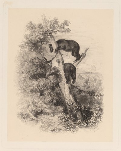 Kaksi karhua tekijältä Karl Bodmer