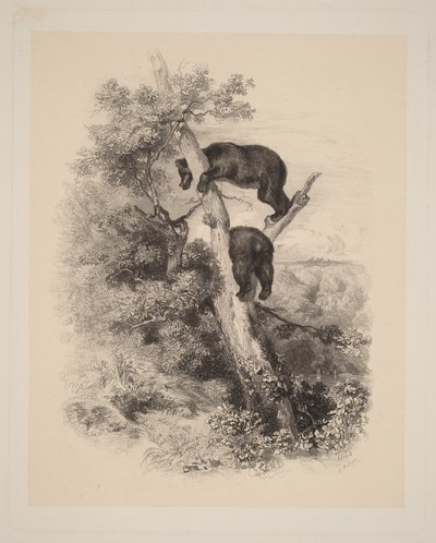 Kaksi karhua tekijältä Karl Bodmer