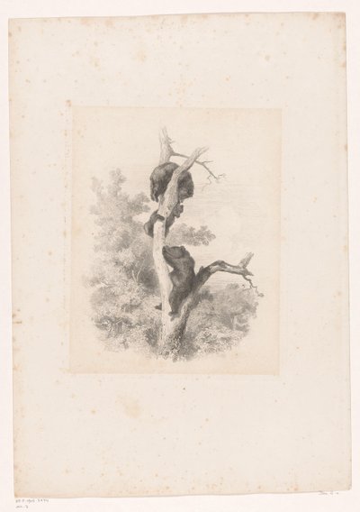 Kolme karhua puussa Maisemat eläinten kanssa (sarjan nimi) tekijältä Karl Bodmer