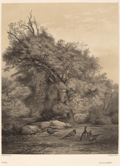 Fasaanit. tekijältä Karl Bodmer