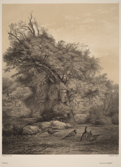 Fasaaneja tekijältä Karl Bodmer