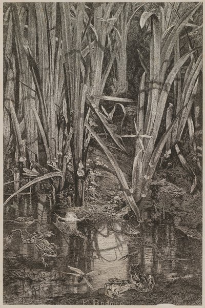 Sammakoita suolla tekijältä Karl Bodmer