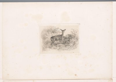 Hindu metsässä Maisemat eläinten kanssa (sarjan nimi) tekijältä Karl Bodmer