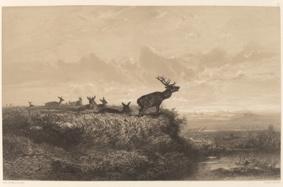 Aamu. Hirvi ja hindut. tekijältä Karl Bodmer