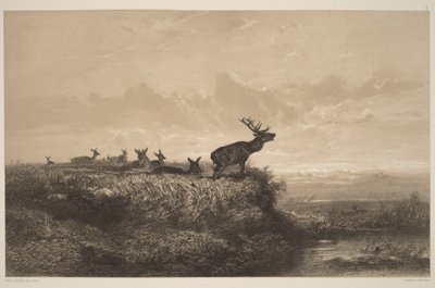 Aamu. Saksanhirvi ja naaraat tekijältä Karl Bodmer