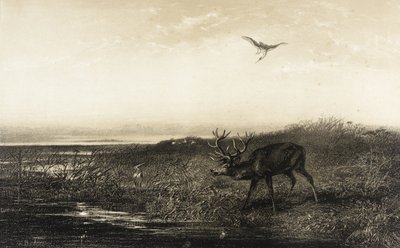Ilta: hirvi ja haikarat tekijältä Karl Bodmer