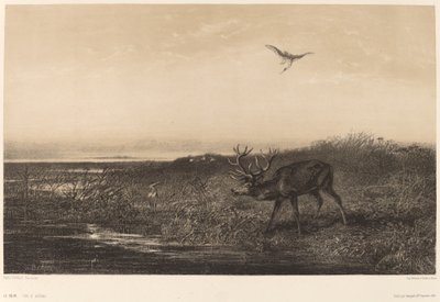 Ilta. Peuroja ja haikaroita tekijältä Karl Bodmer