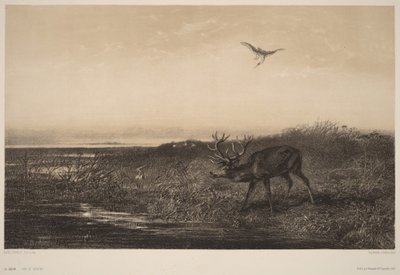 Le Soir.  Hirvi ja haikarat tekijältä Karl Bodmer