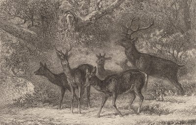 Lauma. tekijältä Karl Bodmer