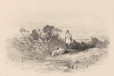 Kaksi haikaroita. tekijältä Karl Bodmer