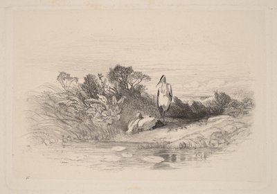 Kaksi haikaraa tekijältä Karl Bodmer
