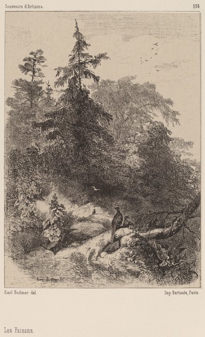 Fasaanit tekijältä Karl Bodmer