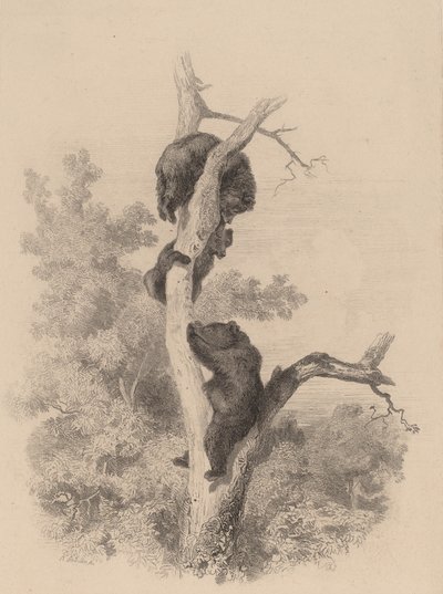 Karhut. tekijältä Karl Bodmer
