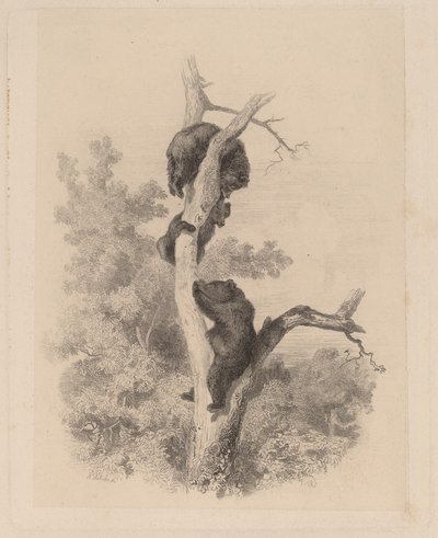 Karhut tekijältä Karl Bodmer
